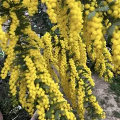 アカシア苗　ミモザアカシア　銀葉アカシア　50㎝　シンボルツリー　ポットごと！