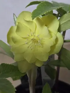 2026年最新】広瀬園芸 クリスマスローズの人気アイテム - メルカリ