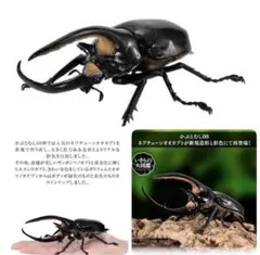 【迅速発送】ネプチューンオオカブト　いきもの大図鑑かぶとむし08
