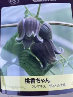 壺型クレマチス【天の原】3.5寸苗 竹間園芸様育種株 - メルカリ