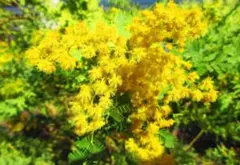 Item thumbnail for item 6b4b0ea6-5cbb-4ff6-94bc-def8aa737198