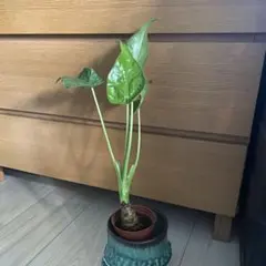 【❤️人気観葉植物❤️】　幹太め　クワズイモ(出世芋) 抜き苗のサムネイル