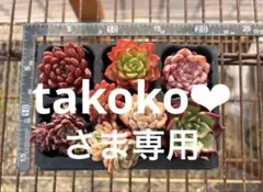 2多肉植物エケベリア8個セット