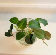 フィロデンドロン ミカンス 観葉植物