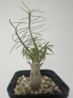 ユーフォルビア　バルサミフェラ　　実生数年経過 え*ん様 ユーフォルビア バルサミフェラ 実生数年経過 - メルカリ