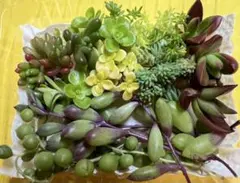 多肉植物 セダム カット苗 おまかせ詰め合わせ 寄せ植え用 初心者OK
