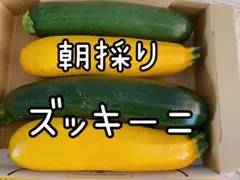 朝採り 新鮮 ズッキーニ 詰め合わせのサムネイル