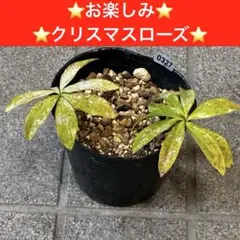 327⭐️お楽しみ⭐️クリスマスローズ⭐️のサムネイル