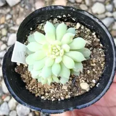 2025年最新】ミックスベリアの人気アイテム - メルカリ