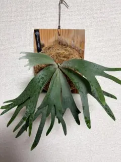 ビカクシダ P.willinckii OMG 晴花HARUHANA - メルカリ