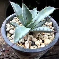 陽炎 特選株 希少 アガベ 八荒雷神 48 【希少アガベ】八荒雷神ハイブリッドアガベ発根済み｜Yahoo