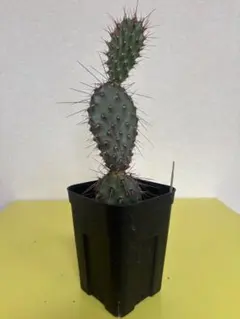 オプンチア　ピクナンサ Yahoo!オークション - σ オプンチア ピクナンサ 4号 Opuntia pycnanth