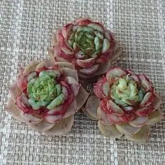 お値下げ中!b.ビロード3苗セット　エケベリア　韓国苗　多肉植物