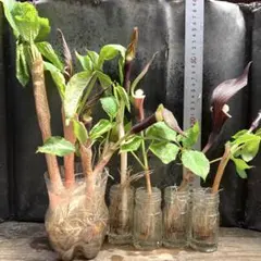 エミュー☆エミュー様 リクエスト 2点 まとめ商品