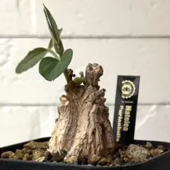 MC80 マテレア シクロフィラ Matelea cyclophyllaのサムネイル