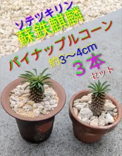 2026年最新】ソテツ 希少の人気アイテム - メルカリ