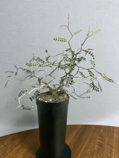 2026年最新】パキプス 鉢の人気アイテム - メルカリ