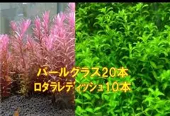 水中葉　パールグラス20本　ロタラレディッシュ10本　※スネールいませんのサムネイル