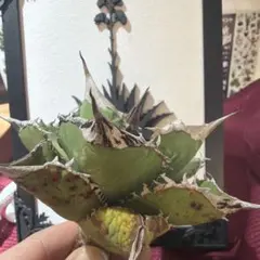 2026年最新】アガベ 犀牛の人気アイテム - メルカリ