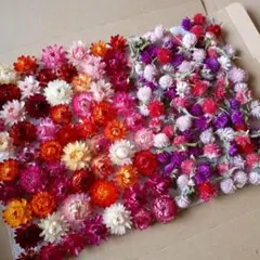 貝細工と千日紅のドライフラワー