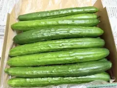 きゅうり 1.8キロ詰め合わせ