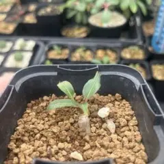 2025年最新】ユーフォルビアの人気アイテム - メルカリ