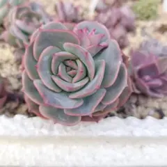 ぽんこ様 リクエスト 2点 まとめ商品