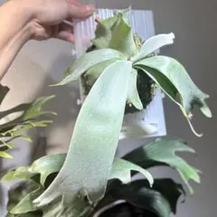 ビカクシダ Platycerium S S Foo. Wild板付 ビカクシダ Platycerium S S Foo. Wild板付 - メルカリ