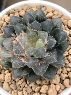多肉植物 ハオルチア 新氷砂糖錦 鮮明錦 極上斑 - メルカリ