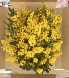 無農薬フレッシュミモザ12ネコポスサイズ