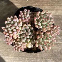 ヨーコ様 リクエスト 3点 まとめ商品