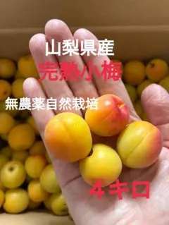 山梨県産 完熟小梅 無農薬自然栽培 4キロのサムネイル