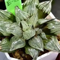 M*K様 アトロフスカミュータント　超美株　ハオルチア　観葉植物　E8のサムネイル