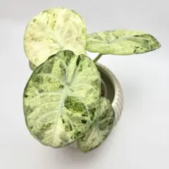 アロカシア ウェンティー ピンク斑入り （整理番号063） - メルカリ