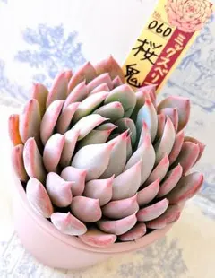 2026年最新】おらいさん苗 桜鬼の人気アイテム - メルカリ