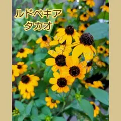 ルドベキア・タカオの種　100粒