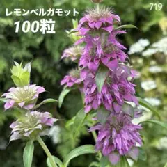 ハーブ ベルガモット 花苗 ラベンダーカラー 10苗セット - メルカリ