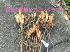 2025年最新】ユリの花殻の人気アイテム - メルカリ