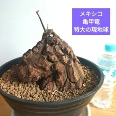 メキシコ亀甲竜　発根済み現地球【匿名配送】直径6.5cm 2026年最新】亀甲竜 現地球の人気アイテム - メルカリ