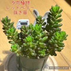 多肉植物 レッドベリー 抜き苗 根付き 7 - メルカリ