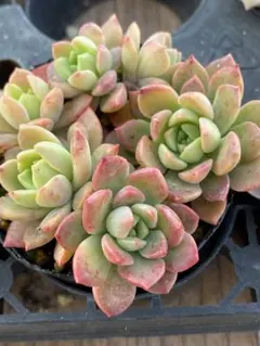 hana*様 リクエスト 2点 まとめ商品