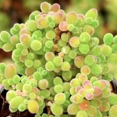 ドロサンテマム 蜜橘 抜き苗 5cm鉢 キラキラ多肉植物 - メルカリ