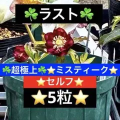 2026年最新】大木ナーセリーの人気アイテム - メルカリ
