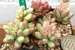 ❣️花火❣️現品 エケベリア 寄せ植え 多肉弁当 多肉植物 - メルカリ