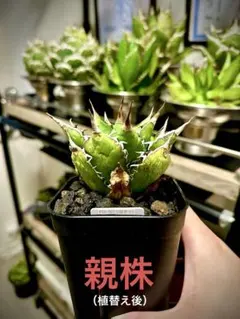 アガベ ポタトラム キュービック錦 白覆輪 子株 - メルカリ