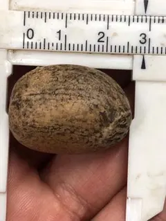 2026年最新】ホリダス エンセファラルトスの人気アイテム - メルカリ