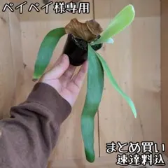 ペイペイ様 リクエスト 2点 まとめ商品