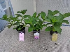あじさい苗　3品種 4寸ポット 全て青用土のサムネイル