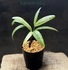 観音竹 斑入り カンノンチク ヤシ 開運 縁起 浄化 観葉植物 ② - メルカリ