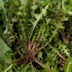 Item thumbnail for item d8e54e90-30b3-45c6-9a36-a10919c8fb09